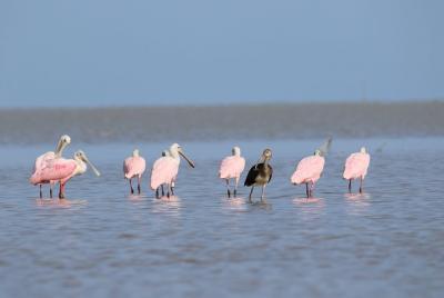 Aventura de un día en kayak en los Everglades Aventura de un día en kayak en los Everglades