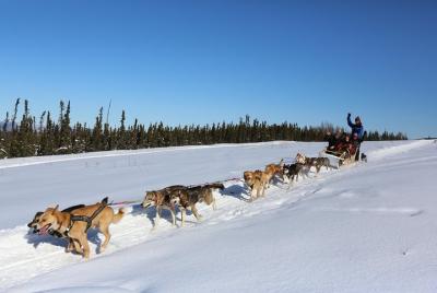Paseo de 1 hora en trineo tirado por perros en Fairbanks Paseo de 1 hora en trineo tirado por perros en Fairbanks