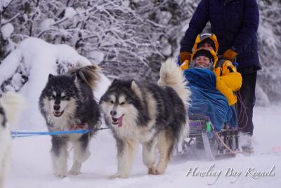 Aventura de trineo de perros Aventura de trineo de perros
