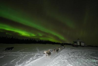 Vista de la aurora boreal con cena incluida y 1 hora en trineo de perros Vista de la aurora boreal con cena incluida y 1 hora en trineo de perros