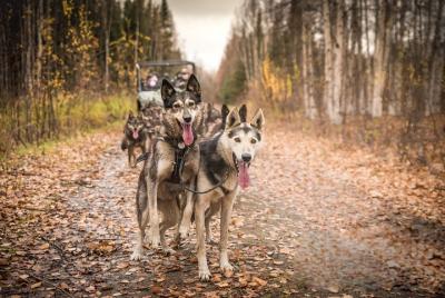 Tour de Alaska Husky Kennel & Summer Mushing Cart Ride Tour de Alaska Husky Kennel & Summer Mushing Cart Ride