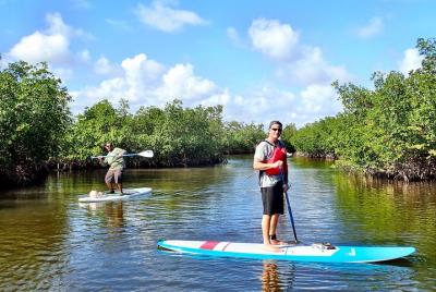 Safari de manglares SUP Safari de manglares SUP