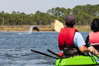 Experiencia con delfines y kayak en la vida salvaje desde Gulf Shores Experiencia con delfines y kayak en la vida salvaje desde Gulf Shores