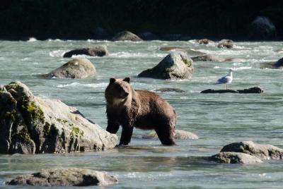 Chilkoot Wilderness and Wildlife Viewing - Salida de Haines Chilkoot Wilderness and Wildlife Viewing - Salida de Haines