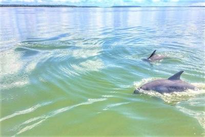 Recorrido de avistamiento de delfines por la isla de Hilton Head Recorrido de avistamiento de delfines por la isla de Hilton Head