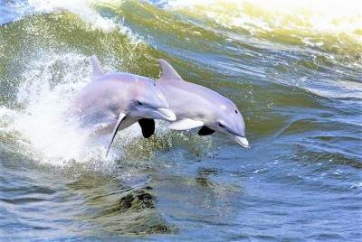 Crucero por la naturaleza de observación de delfines de Hilton Head Island Crucero por la naturaleza de observación de delfines de Hilton Head Island