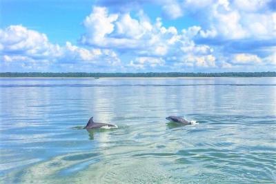 Crucero con delfines y rosquillas Crucero con delfines y rosquillas