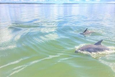 Tour privado con delfines Tour privado con delfines