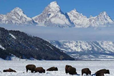 Grand Teton Park y Jackson Hole - Tour PRIVADO de vida silvestre por la tarde