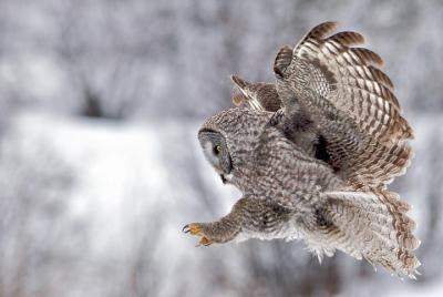 Tour Privado del Parque Nacional de Yellowstone
