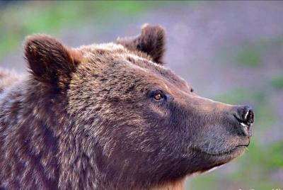 Aventura de fauna y flora de 2 días en los parques naturales de Yellowstone y Grand Teton
