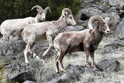 Tour privado de tres días por los parques nacionales de Yellowstone y Grand Teton