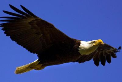 Viaje escénico en flotador de Teton Views