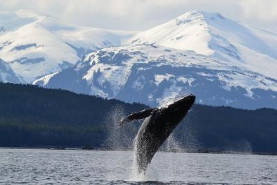 Combo Premier Juneau Whale Watch y Tracy Combo Premier Juneau Whale Watch y Tracy's King Crab