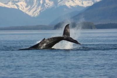 Aventura de alistamiento de ballenas en Juneau Aventura de alistamiento de ballenas en Juneau