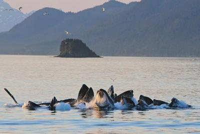 Expedición de avistamiento de ballenas Premier Juneau Expedición de avistamiento de ballenas Premier Juneau