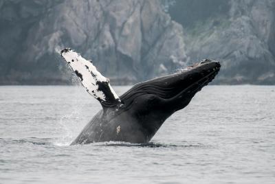 Observación de ballenas en la vida silvestre de Juneau y Glaciar Mendenhall Observación de ballenas en la vida silvestre de Juneau y Glaciar Mendenhall