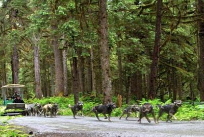Excursión por la costa de Juneau: descubrimiento de perros de trineo y el famoso campamento de Musher Excursión por la costa de Juneau: descubrimiento de perros de trineo y el famoso campamento de Musher