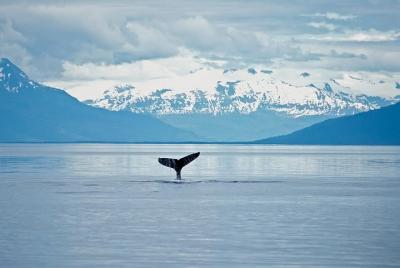 Avistamiento de ballenas de la fauna de Juneau Avistamiento de ballenas de la fauna de Juneau