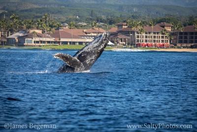 La última aventura en barco por el zodiaco de ballenas y delfines de Kauai La última aventura en barco por el zodiaco de ballenas y delfines de Kauai