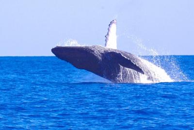 La última aventura en barco zodiacal de ballenas y delfines de Kauai La última aventura en barco zodiacal de ballenas y delfines de Kauai