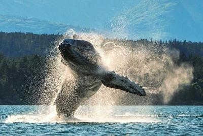 Carta grupal privada de 4 horas