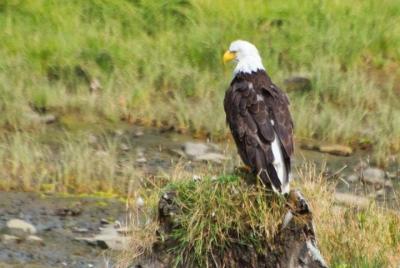 Excursión en Ketchikan Shore: Eagle Sanctuary y Rainforest Wildlife Center