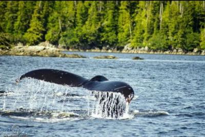 Expedición de agua salada Turismo y vida salvaje en bote privado