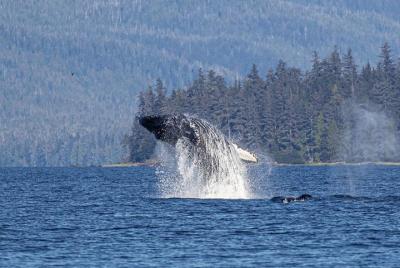 Avistamiento de ballenas Ketchikan y recorrido por la naturaleza