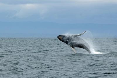 Avistamiento de ballenas y observación de vida silvestre