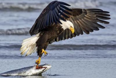 2 horas de encargo, privado, charter grupal