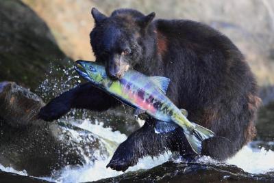 Neets Bay Bear Adventure & Flightseeing