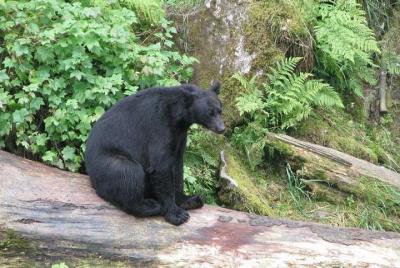 Isla de Prince of Wales: tour de observación de osos en avión desde Ketchikan