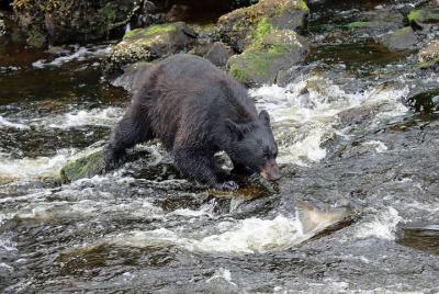 Recorrido de senderismo 3 horas en el bosque de Alaska en el Bosque Nacional Tongass desde Ketchikan
