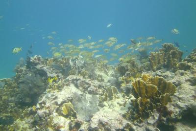 Prueba el buceo con un instructor de buceo profesional