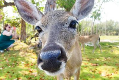 Tour de naturaleza e historia de los Cayos de Florida desde Key West
