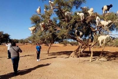  Excursiones a essaouira