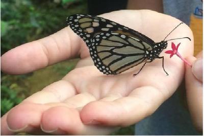 ¡El tour de la granja de mariposas de Maui! ¡El tour de la granja de mariposas de Maui!