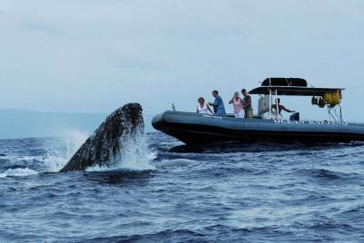 Paseo en barco de avistamiento de ballenas de cerca desde Lahaina Paseo en barco de avistamiento de ballenas de cerca desde Lahaina