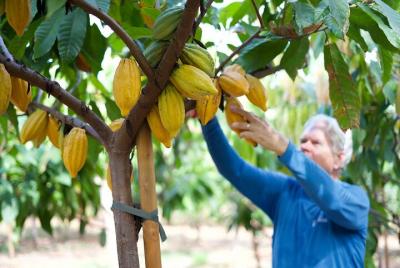 Visita guiada a la granja de cacao de Lahaina y degustación de chocolate Visita guiada a la granja de cacao de Lahaina y degustación de chocolate