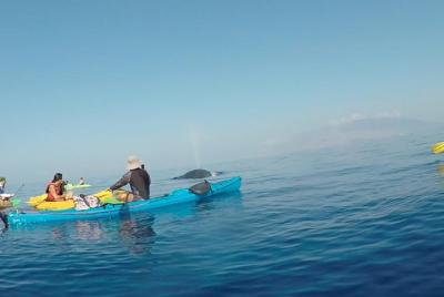 Avistamiento de Ballenas y Snorkel Makena Avistamiento de Ballenas y Snorkel Makena