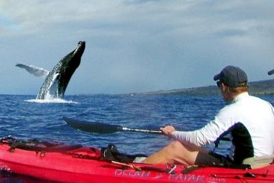 Kayak y snorkel en el arrecife de tortugas en Olowalu Kayak y snorkel en el arrecife de tortugas en Olowalu