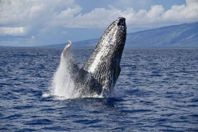 Tour de ballenas VIP Ali Tour de ballenas VIP Ali'i