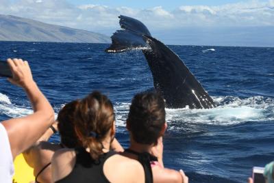 Tour de avistamiento de ballenas con descuento de 1,5 horas desde el puerto de Lahaina Tour de avistamiento de ballenas con descuento de 1,5 horas desde el puerto de Lahaina