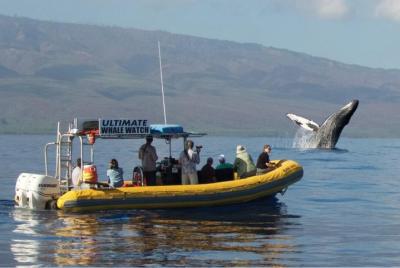 Último tour de observación de ballenas en grupos pequeños de 2 horas desde el puerto de Lahaina Último tour de observación de ballenas en grupos pequeños de 2 horas desde el puerto de Lahaina