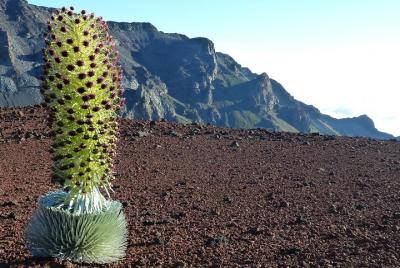 Extravagante y salvaje búsqueda del tesoro de Maui Extravagante y salvaje búsqueda del tesoro de Maui