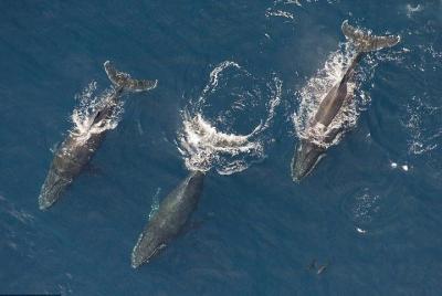 Avistamiento de ballenas en Maui -Privado- Recorrido aéreo: ¡Espectaculares jorobadas vistas desde arriba! Avistamiento de ballenas en Maui -Privado- Recorrido aéreo: ¡Espectaculares jorobadas vistas desde arriba!