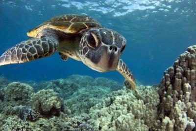 Navegación de snorkel por la mañana desde el puerto de Lahaina Navegación de snorkel por la mañana desde el puerto de Lahaina