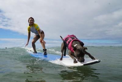 Surfear con un animal de servicio Surfear con un animal de servicio