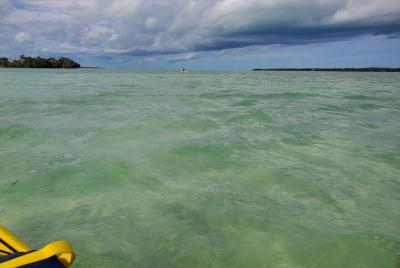 Tour de senderismo y remo de día completo en el Parque Nacional Everglades Tour de senderismo y remo de día completo en el Parque Nacional Everglades